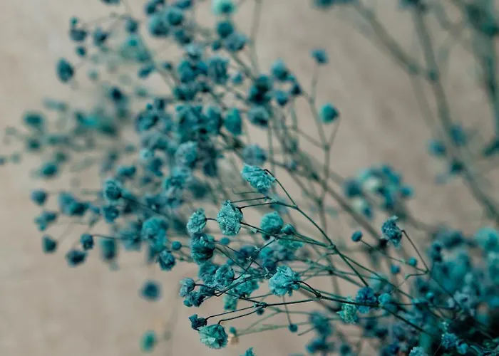 Goodija 2 Appartement *